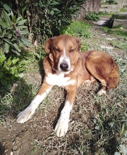 GHANDI, Hund, Mischlingshund in Griechenland - Bild 11
