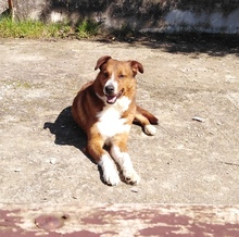 GHANDI, Hund, Mischlingshund in Griechenland - Bild 12
