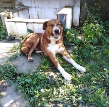GHANDI, Hund, Mischlingshund in Griechenland - Bild 13