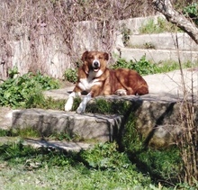 GHANDI, Hund, Mischlingshund in Griechenland - Bild 14