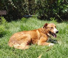 GHANDI, Hund, Mischlingshund in Griechenland - Bild 2