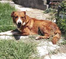 GHANDI, Hund, Mischlingshund in Griechenland - Bild 3