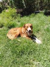 GHANDI, Hund, Mischlingshund in Griechenland - Bild 5