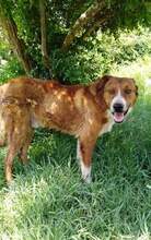 GHANDI, Hund, Mischlingshund in Griechenland - Bild 7