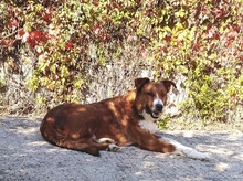 GHANDI, Hund, Mischlingshund in Griechenland - Bild 8