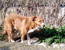 GHANDI, Hund, Mischlingshund in Griechenland - Bild 9