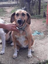 NELA, Hund, Mischlingshund in Griechenland - Bild 1