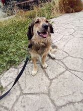 NOVA, Hund, Mischlingshund in Griechenland - Bild 1