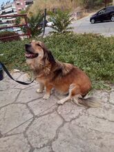 NOVA, Hund, Mischlingshund in Griechenland - Bild 2