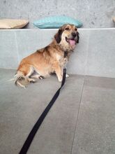 NOVA, Hund, Mischlingshund in Griechenland - Bild 3
