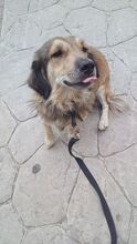 NOVA, Hund, Mischlingshund in Griechenland - Bild 5