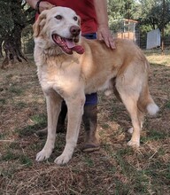 PABLO, Hund, Mischlingshund in Griechenland - Bild 1