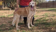 PABLO, Hund, Mischlingshund in Griechenland - Bild 3