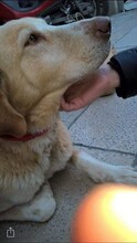 PABLO, Hund, Mischlingshund in Griechenland - Bild 4