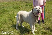 PAVLIS, Hund, Mischlingshund in Griechenland - Bild 1
