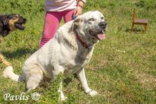 PAVLIS, Hund, Mischlingshund in Griechenland - Bild 2