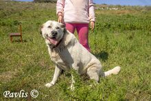 PAVLIS, Hund, Mischlingshund in Griechenland - Bild 3