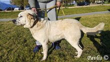 PAVLIS, Hund, Mischlingshund in Griechenland - Bild 4