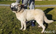 PAVLIS, Hund, Mischlingshund in Griechenland - Bild 6