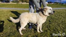 PAVLIS, Hund, Mischlingshund in Griechenland - Bild 7