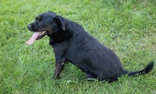 SHADOW, Hund, Mischlingshund in Kroatien - Bild 1