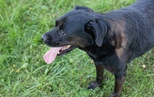 SHADOW, Hund, Mischlingshund in Kroatien - Bild 2