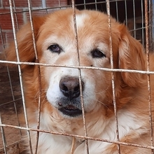 BOOM, Hund, Mischlingshund in Griechenland - Bild 1
