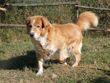 BOOM, Hund, Mischlingshund in Griechenland - Bild 3