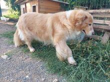 BOOM, Hund, Mischlingshund in Griechenland - Bild 4