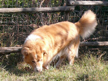 BOOM, Hund, Mischlingshund in Griechenland - Bild 6