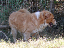 BOOM, Hund, Mischlingshund in Griechenland - Bild 7