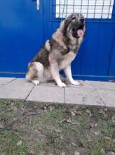 ARTEMIS, Hund, Mischlingshund in Slowakische Republik - Bild 5