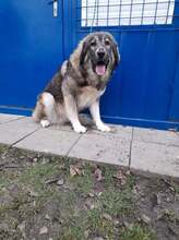 ARTEMIS, Hund, Mischlingshund in Slowakische Republik - Bild 6
