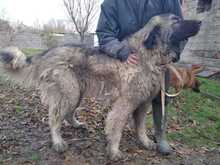 GOLIAT, Hund, Mischlingshund in Ungarn - Bild 2