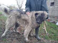 GOLIAT, Hund, Mischlingshund in Ungarn - Bild 3