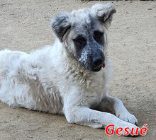 GESUE, Hund, Mischlingshund (HSH) in Allensbach - Bild 4