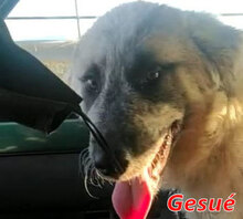 GESUE, Hund, Mischlingshund (HSH) in Allensbach - Bild 8