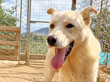 ALBUS, Hund, Mischlingshund in Italien - Bild 1