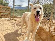 ALBUS, Hund, Mischlingshund in Italien - Bild 2
