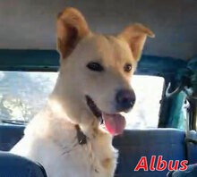 ALBUS, Hund, Mischlingshund in Italien - Bild 3