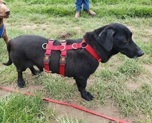 ASTOR, Hund, Mischlingshund in Mönchengladbach - Bild 10