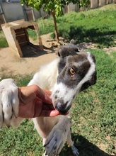YAKIRA, Hund, Mischlingshund in Italien - Bild 2