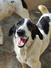 YAKIRA, Hund, Mischlingshund in Italien - Bild 3
