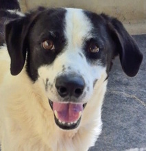 YODA, Hund, Mischlingshund in Holzmaden