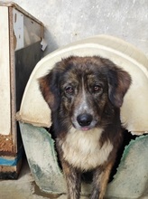 YUKI, Hund, Mischlingshund in Italien - Bild 14