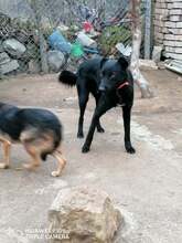 BUD, Hund, Mischlingshund in Bulgarien - Bild 5