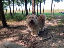 CAMARO, Hund, Mischlingshund in Kroatien - Bild 7