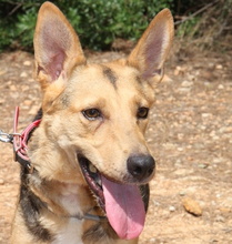CORA, Hund, Mischlingshund in Spanien - Bild 1