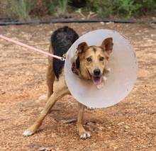 CORA, Hund, Mischlingshund in Spanien - Bild 2