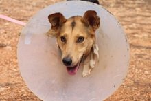 CORA, Hund, Mischlingshund in Spanien - Bild 3